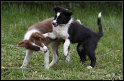 Dog_fight_023