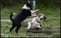 Dog_fight_025