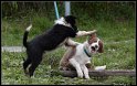 Dog_fight_026