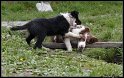 Dog_fight_027