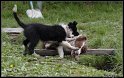 Dog_fight_028