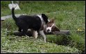 Dog_fight_029