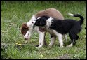 Dog_fight_032