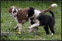 Dog_fight_035