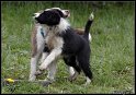 Dog_fight_036