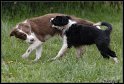 Dog_fight_038