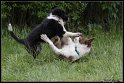 Dog_fight_039