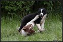 Dog_fight_040