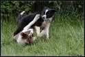 Dog_fight_041