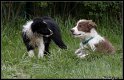 Dog_fight_042