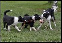 Dog_fight_046