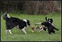 Dog_fight_047