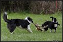 Dog_fight_048