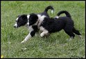 Dog_fight_050