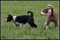 Dog_fight_056
