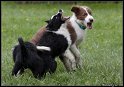 Dog_fight_059