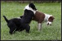 Dog_fight_060