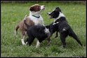 Dog_fight_061