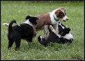 Dog_fight_063