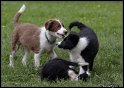 Dog_fight_065