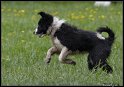 Dog_fight_067