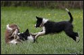 Dog_fight_068