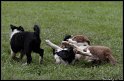 Dog_fight_073