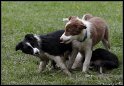 Dog_fight_078