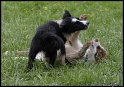 Dog_fight_082