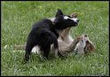 Dog_fight_082