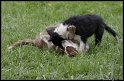 Dog_fight_084