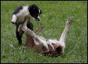 Dog_fight_089