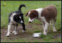 Dog_fight_096