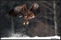 Dravci_a_sovy_132