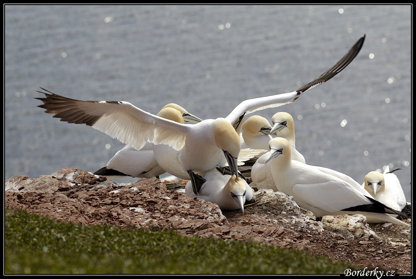 Helgoland_002.jpg