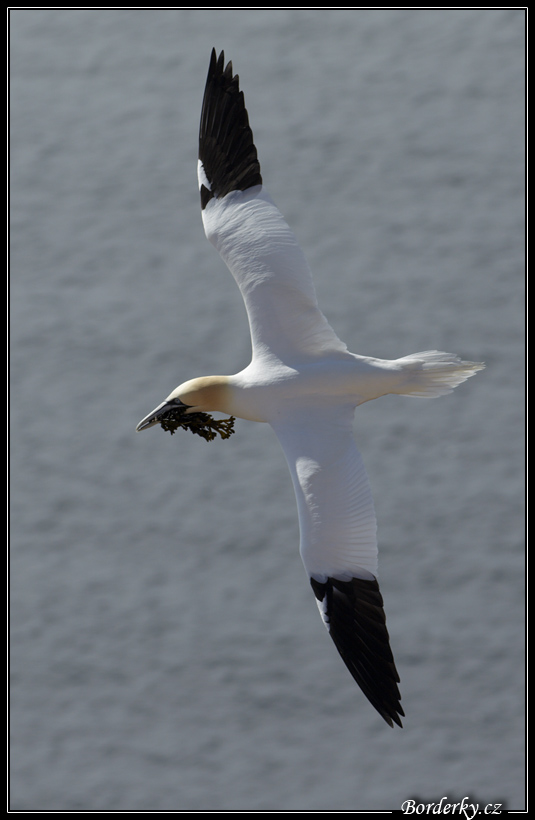 Helgoland_012.jpg