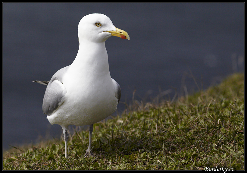 Helgoland_021.jpg