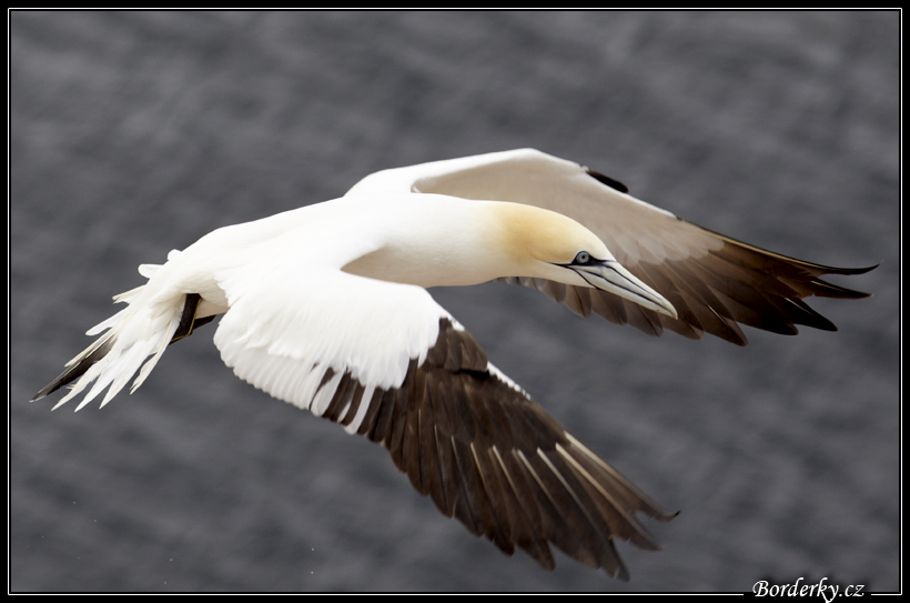 Helgoland_023.jpg