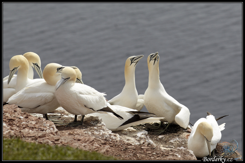 Helgoland_026.jpg