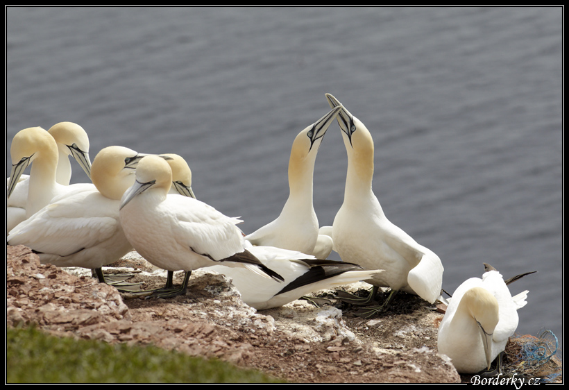 Helgoland_027.jpg