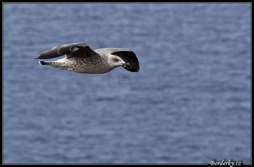 Helgoland_034.jpg