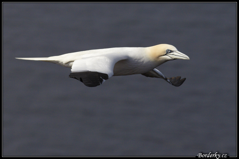 Helgoland_038.jpg