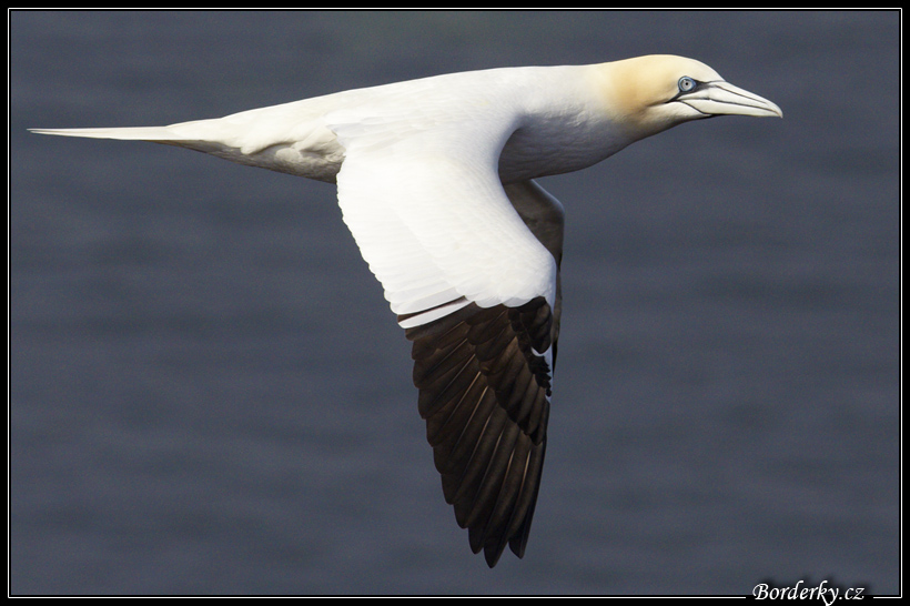 Helgoland_041.jpg