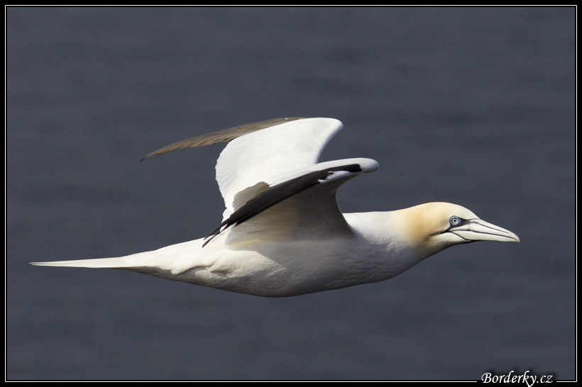 Helgoland_042.jpg