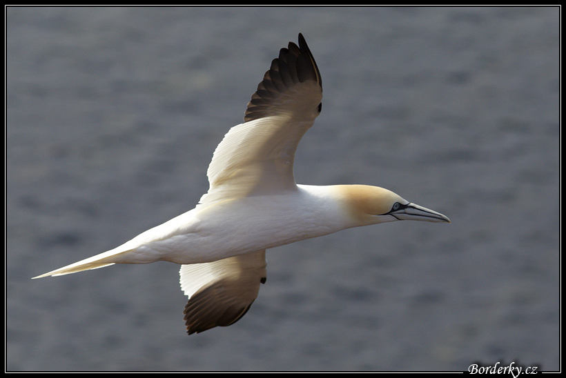 Helgoland_044.jpg