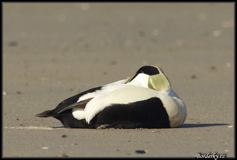 Helgoland_067.jpg