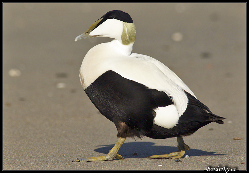 Helgoland_075.jpg