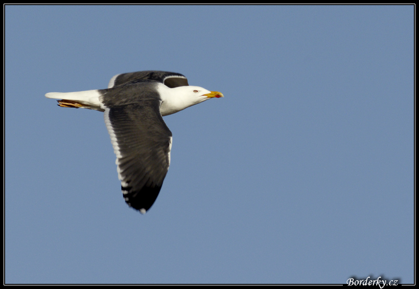 Helgoland_094.jpg