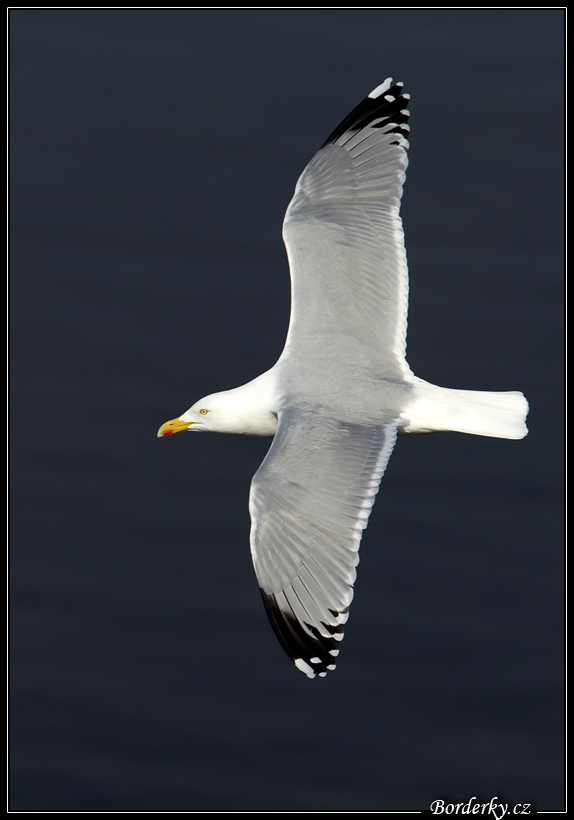 Helgoland_101.jpg