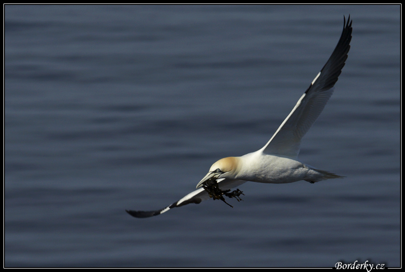 Helgoland_106.jpg